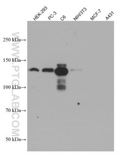 N-cadherin Mouse anti-Human, Mouse, Porcine, Rat, Clone: 1D8B3, Proteintech:Antibodies:Primary