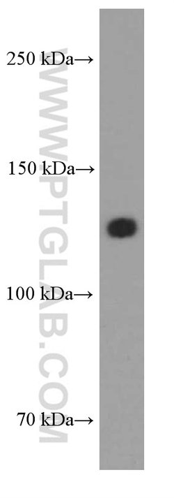 N-cadherin Mouse anti-Human, Mouse, Porcine, Rat, Clone: 1D8B3, Proteintech:Antibodies:Primary