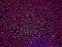 PD-1/CD279 Mouse anti-Human, Mouse, Rat, Clone: 4H4D1, Proteintech 150