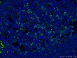 PD-1/CD279 Mouse anti-Human, Mouse, Rat, Clone: 4H4D1, Proteintech 150