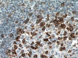 PD-1/CD279 Mouse anti-Human, Mouse, Rat, Clone: 4H4D1, Proteintech