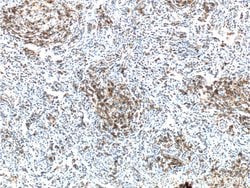 PD-1/CD279 Mouse anti-Human, Mouse, Rat, Clone: 4H4D1, Proteintech 150