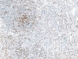 PD-1/CD279 Mouse anti-Human, Mouse, Rat, Clone: 4H4D1, Proteintech 150