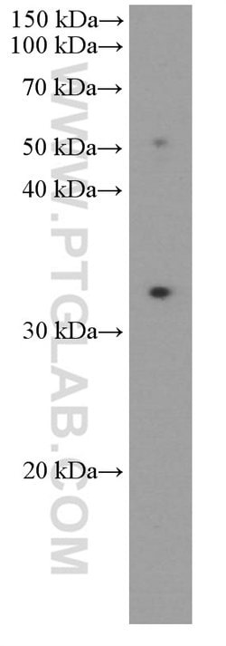 PD-1/CD279 Mouse anti-Human, Mouse, Rat, Clone: 4H4D1, Proteintech 150