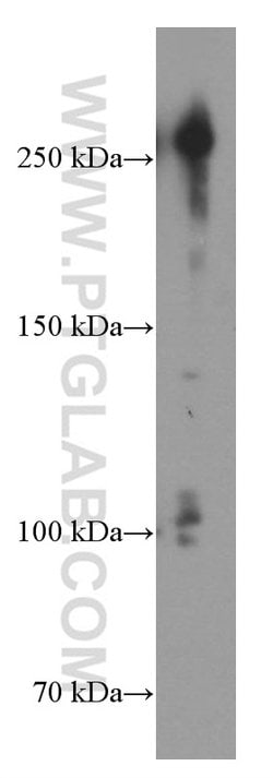 CHD4 Mouse anti-Human, Clone: 3D9G2, Proteintech 150 &mu;L; Unconjugated:Antibodies,
