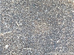 MALT1 Mouse anti-Human, Clone: 4D3F6, Proteintech 150 &mu;L; Unconjugated:Antibodies,