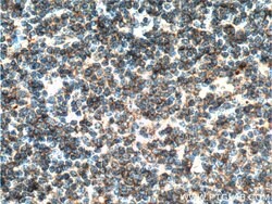 MALT1 Mouse anti-Human, Clone: 4D3F6, Proteintech 150 &mu;L; Unconjugated:Antibodies,