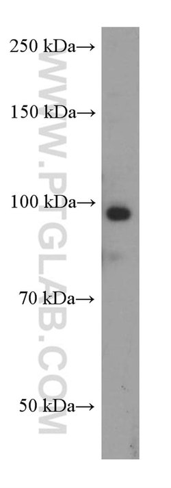 MALT1 Mouse anti-Human, Clone: 4D3F6, Proteintech 150 &mu;L; Unconjugated:Antibodies,