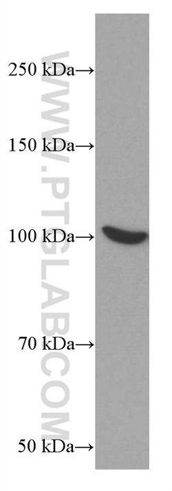 MALT1 Mouse anti-Human, Clone: 4D3F6, Proteintech 150 &mu;L; Unconjugated:Antibodies,