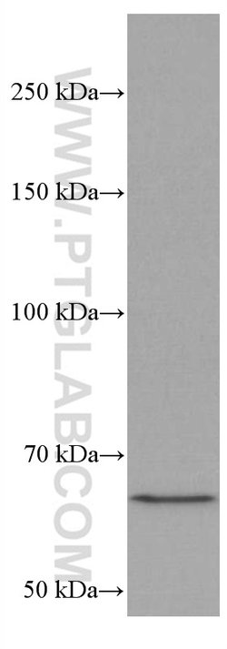 MALT1 Mouse anti-Human, Clone: 4D3F6, Proteintech 150 &mu;L; Unconjugated:Antibodies,