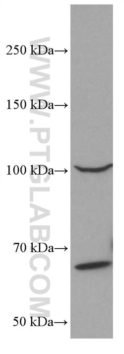 MALT1 Mouse anti-Human, Clone: 4D3F6, Proteintech 150 &mu;L; Unconjugated:Antibodies,