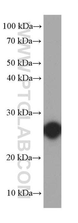 RND3 Mouse anti-Human, Porcine, Clone: 3H8F9, Proteintech 20 &mu;L; Unconjugated:Antibodies,