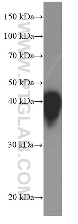 HP Mouse anti-Human, Porcine, Clone: 3B4B9, Proteintech 150 &mu;L | Buy Online | Proteintech Group Inc | Fisher Scientific