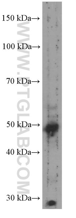 TRIM44 Mouse anti-Human, Clone: 1B12H12, Proteintech:Antibodies:Primary