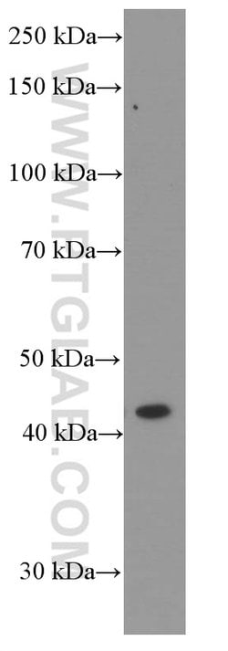 APOA4 Mouse anti-Human, Clone: 3A9A8, Proteintech:Antibodies:Primary Antibodies