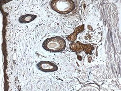 CD1d Mouse anti-Human, Clone: 1C12F1, Proteintech 150 &mu;L; Unconjugated:Antibodies,