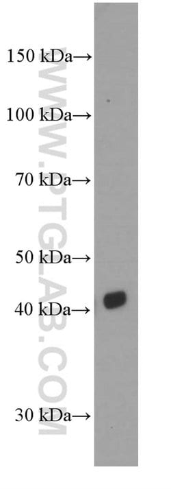 CD1d Mouse anti-Human, Clone: 1C12F1, Proteintech 150 &mu;L; Unconjugated:Antibodies,