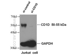 CD1d Mouse anti-Human, Clone: 1C12F1, Proteintech 150 &mu;L; Unconjugated:Antibodies,