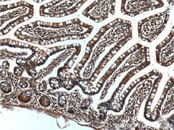 CD1d Mouse anti-Human, Clone: 1C12F1, Proteintech 150 &mu;L; Unconjugated:Antibodies,