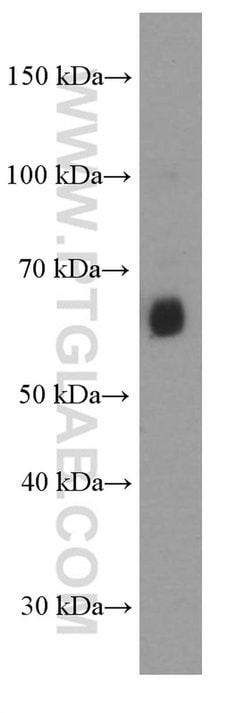 AIRE Mouse anti-Human, Porcine, Clone: 1A3C3, Proteintech:Antibodies:Primary