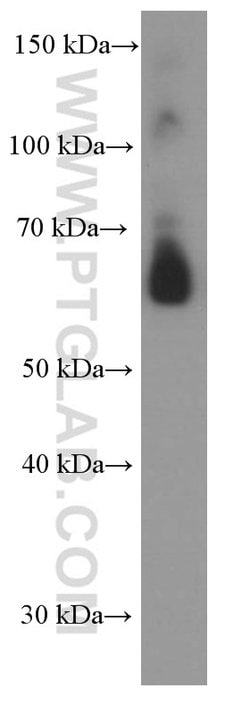 AIRE Mouse anti-Human, Porcine, Clone: 1A3C3, Proteintech:Antibodies:Primary