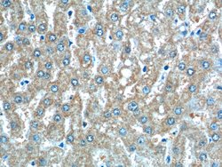 CLTB Mouse anti-Human, Porcine, Clone: 1F9C2, Proteintech:Antibodies:Primary