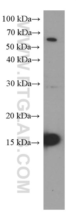Mcp1 Mouse anti-Mouse, Clone: 1B9F7, Proteintech 150 &mu;L; Unconjugated:Anticorps,