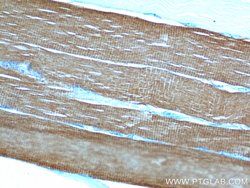 MYL3 Mouse anti-Human, Mouse, Porcine, Rat, Clone: 2E4B2, Proteintech 150