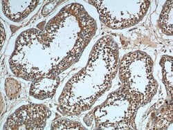 HSPA2 Mouse anti-Human, Mouse, Rat, Clone: 1A4A9, Proteintech 150 &mu;L;