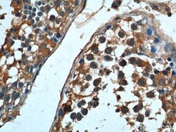 HSPA2 Mouse anti-Human, Mouse, Rat, Clone: 1A4A9, Proteintech 150 &mu;L;