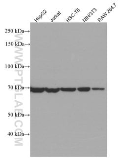 HSPA2 Mouse anti-Human, Mouse, Rat, Clone: 1A4A9, Proteintech 150 &mu;L;