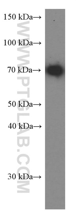 HSPA2 Mouse anti-Human, Mouse, Rat, Clone: 1A4A9, Proteintech 150 &mu;L;