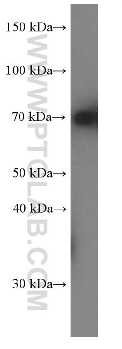 HSPA2 Mouse anti-Human, Mouse, Rat, Clone: 1A4A9, Proteintech 150 &mu;L;