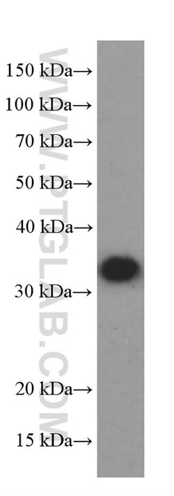BDNF Mouse anti-Human, Rat, Clone: 1E5C5, Proteintech 150 &mu;L; Unconjugated:Anticorps,