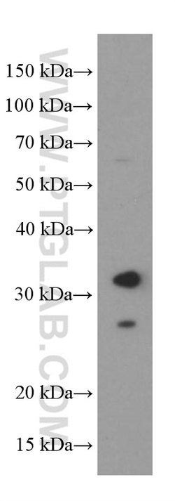 BDNF Mouse anti-Human, Rat, Clone: 1E5C5, Proteintech 150 &mu;L; Unconjugated:Anticorps,
