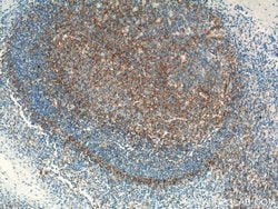 VCAM-1 Mouse anti-Human, Clone: 1B12F12, Proteintech 150 &mu;L; Unconjugated:Antibodies,