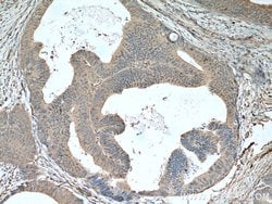 Sestrin2 Mouse anti-Human, Porcine, Rat, Clone: 1A1A4, Proteintech:Antibodies:Primary