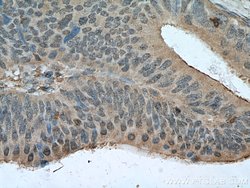 Sestrin2 Mouse anti-Human, Porcine, Rat, Clone: 1A1A4, Proteintech:Antibodies:Primary