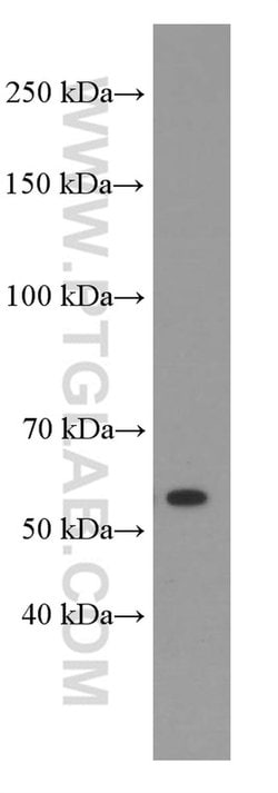 Sestrin2 Mouse anti-Human, Porcine, Rat, Clone: 1A1A4, Proteintech:Antibodies:Primary