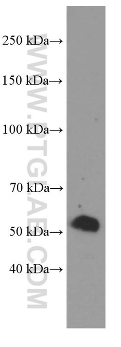 Sestrin2 Mouse anti-Human, Porcine, Rat, Clone: 1A1A4, Proteintech:Antibodies:Primary