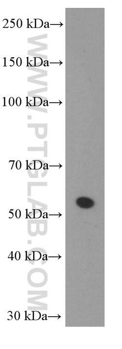 Sestrin2 Mouse anti-Human, Porcine, Rat, Clone: 1A1A4, Proteintech:Antibodies:Primary