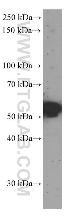 Sestrin2 Mouse anti-Human, Porcine, Rat, Clone: 1A1A4, Proteintech:Antibodies:Primary
