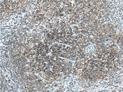 CD19 Mouse anti-Human, Clone: 1C10A1, Proteintech