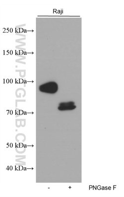 CD19 Mouse anti-Human, Clone: 1C10A1, Proteintech 150 &mu;L; Unconjugated:Antibodies,