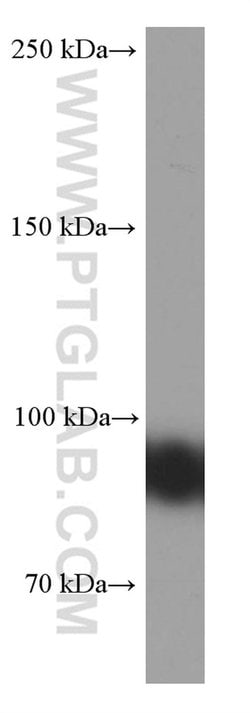 CD19 Mouse anti-Human, Clone: 1C10A1, Proteintech 150 &mu;L; Unconjugated:Antibodies,