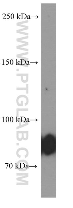 CD19 Mouse anti-Human, Clone: 1C10A1, Proteintech 150 &mu;L; Unconjugated:Antibodies,