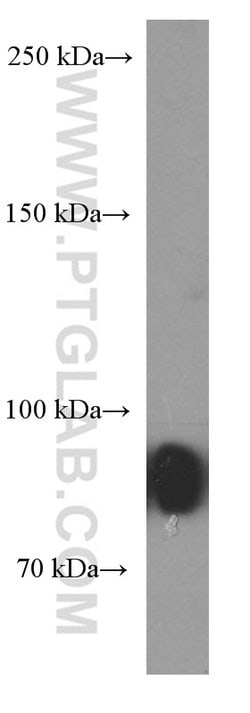 CD19 Mouse anti-Human, Clone: 1C10A1, Proteintech 150 &mu;L; Unconjugated:Antibodies,