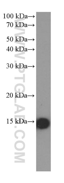 FABP5 Mouse anti-Human, Clone: 1C6E12, Proteintech 150 &mu;L; Unconjugated:Antibodies,
