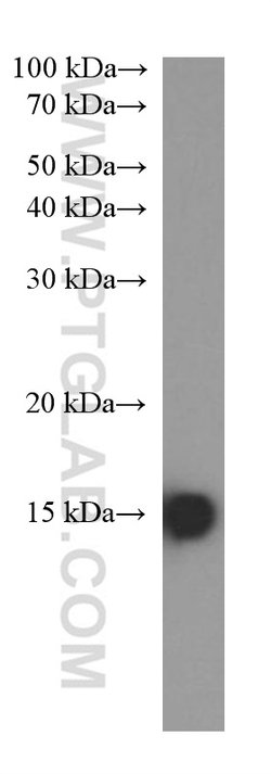 FABP5 Mouse anti-Human, Clone: 1C6E12, Proteintech 150 &mu;L; Unconjugated:Antibodies,