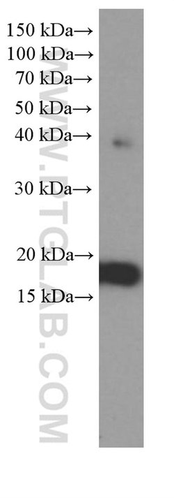CHCHD2 Mouse anti-Human, Porcine, Rat, Clone: 2G1G10, Proteintech:Antibodies:Primary